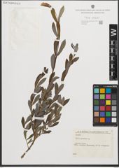 Foto von Salix purpurea L.